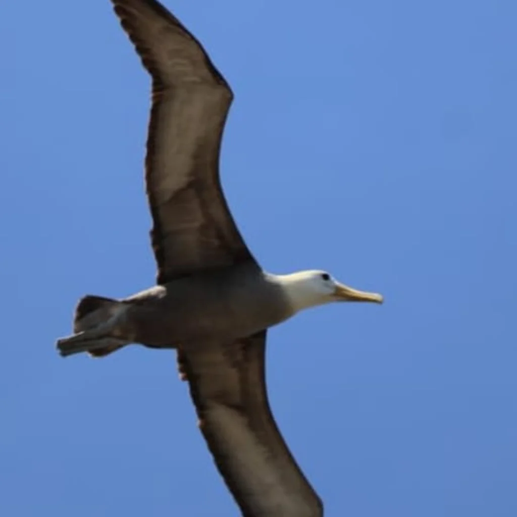 A waved albatross in flight over the Galápagos