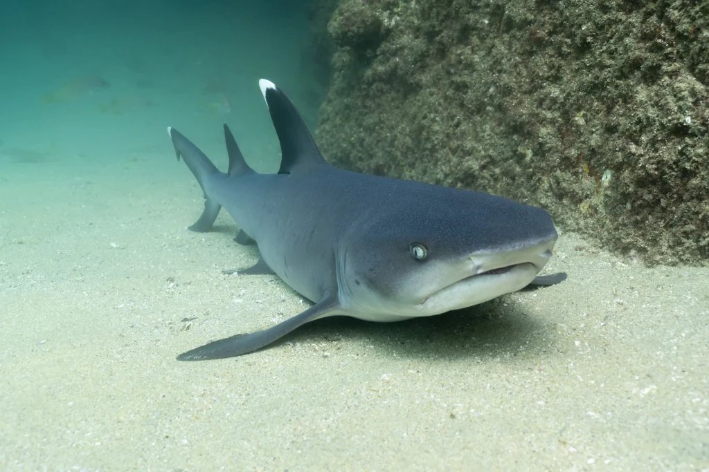 A whitetip reef shark resting on the sandy seafloor under a ledge