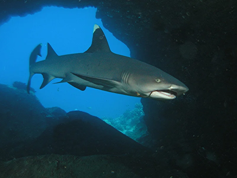 A whitetip reef shark swimming through a rocky underwater archway
